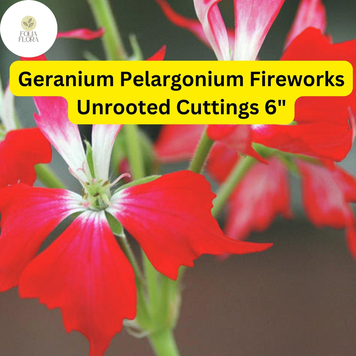 Geranium Pelargonium 'Fireworks Red' | 3 Live 6” Unrooted Cuttings | Vibrant Red Blooms
