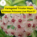 Hoya Carnosa Krimson Princess Live Plant 5 Inch - Variegated Tricolor Wax Plant