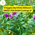 7 Polygala Myrtifolia Sweet Pea Bush Cuttings - Purple Blooms, Evergreen Shrub