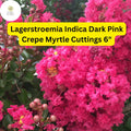 7 Dark Pink Crepe Myrtle Cuttings for Planting - Drought Tolerant, Long Blooming
