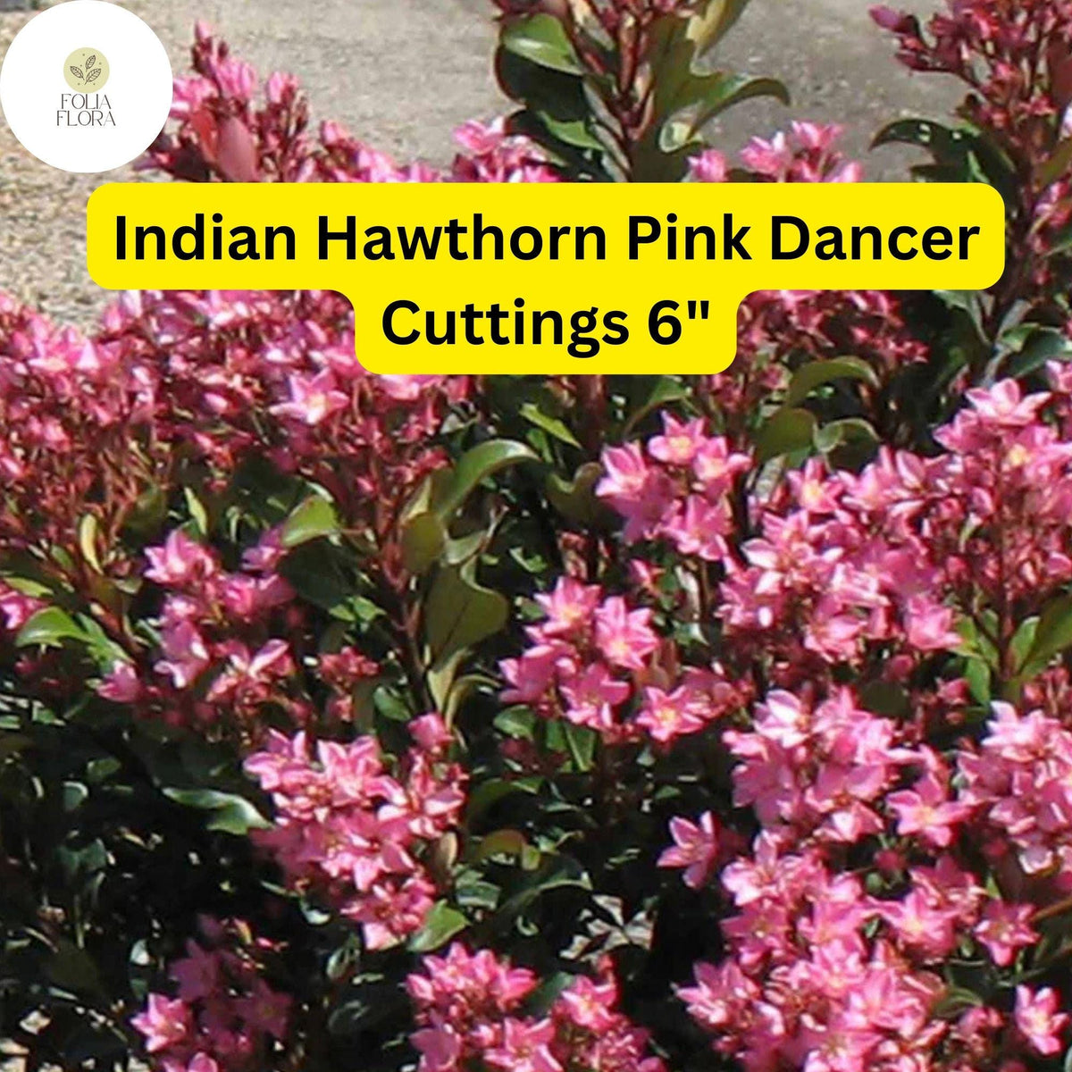 7 Pink Dancer Indian Hawthorn Cuttings | Evergreen Flowering Shrub