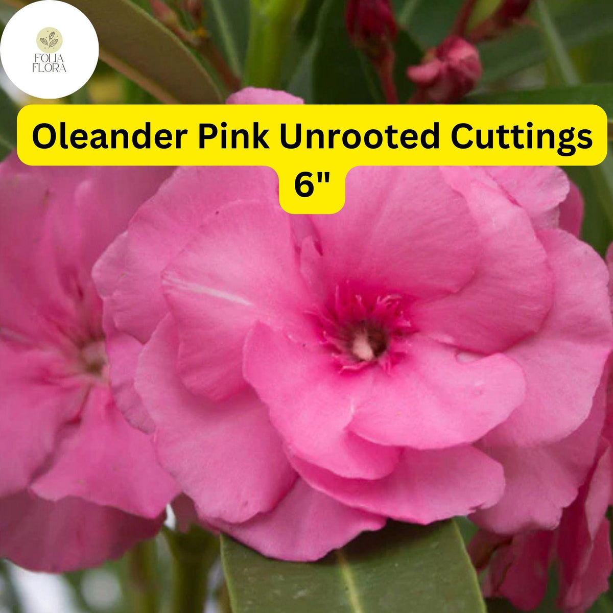 7 Pink Oleander Cuttings - Drought-Tolerant Flowering Shrub, 6 Inch