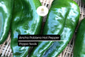 25 Ancho Poblano Pepper Seeds – Heirloom, Non-GMO, Mildly Spicy & Flavorful
