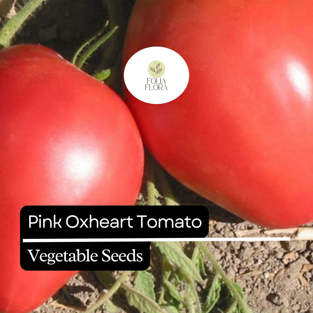 30 Pink Oxheart Tomato Seeds – Heirloom Non-GMO Large Juicy Tomatoes