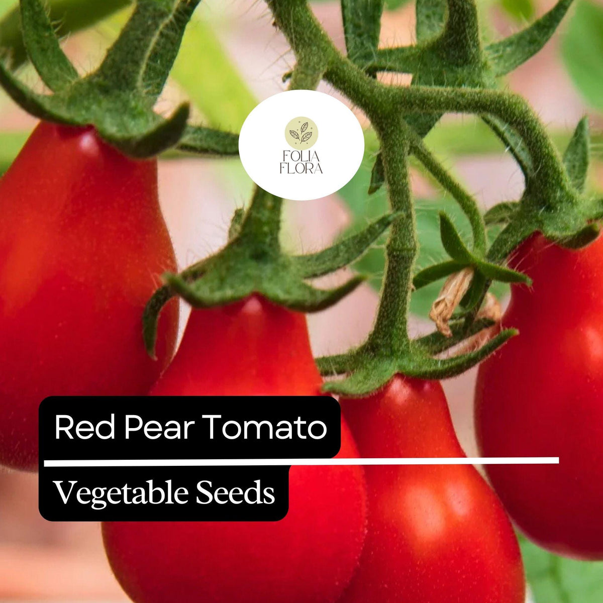 30 Red Pear Tomato Seeds – Heirloom Non-GMO Sweet Juicy Cherry Tomato