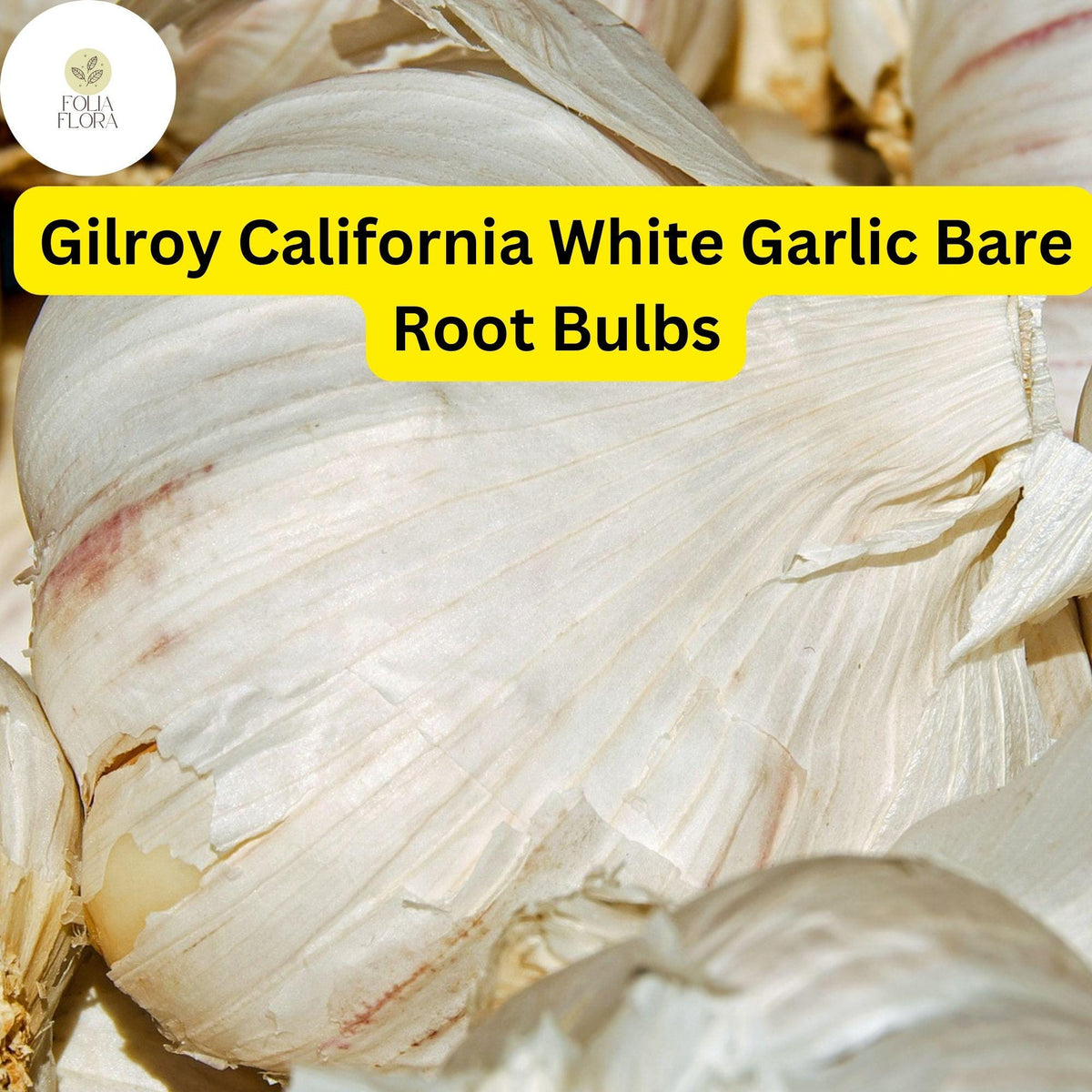 Gilroy California White Garlic - 5 Bare Root Bulbs - Heirloom Hardneck