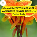 1 Pretoria Canna Lily Bulb - Orange Variegated Bengal Tiger Tropical Flower