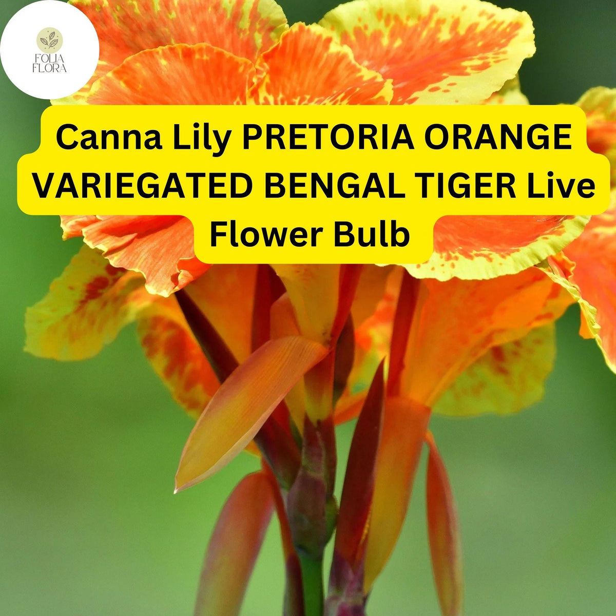 1 Pretoria Canna Lily Bulb - Orange Variegated Bengal Tiger Tropical Flower