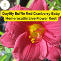 Ruffled Red Cranberry Baby Daylily - 1 Live Rooted Plant, Reblooming Perennial Hemerocallis