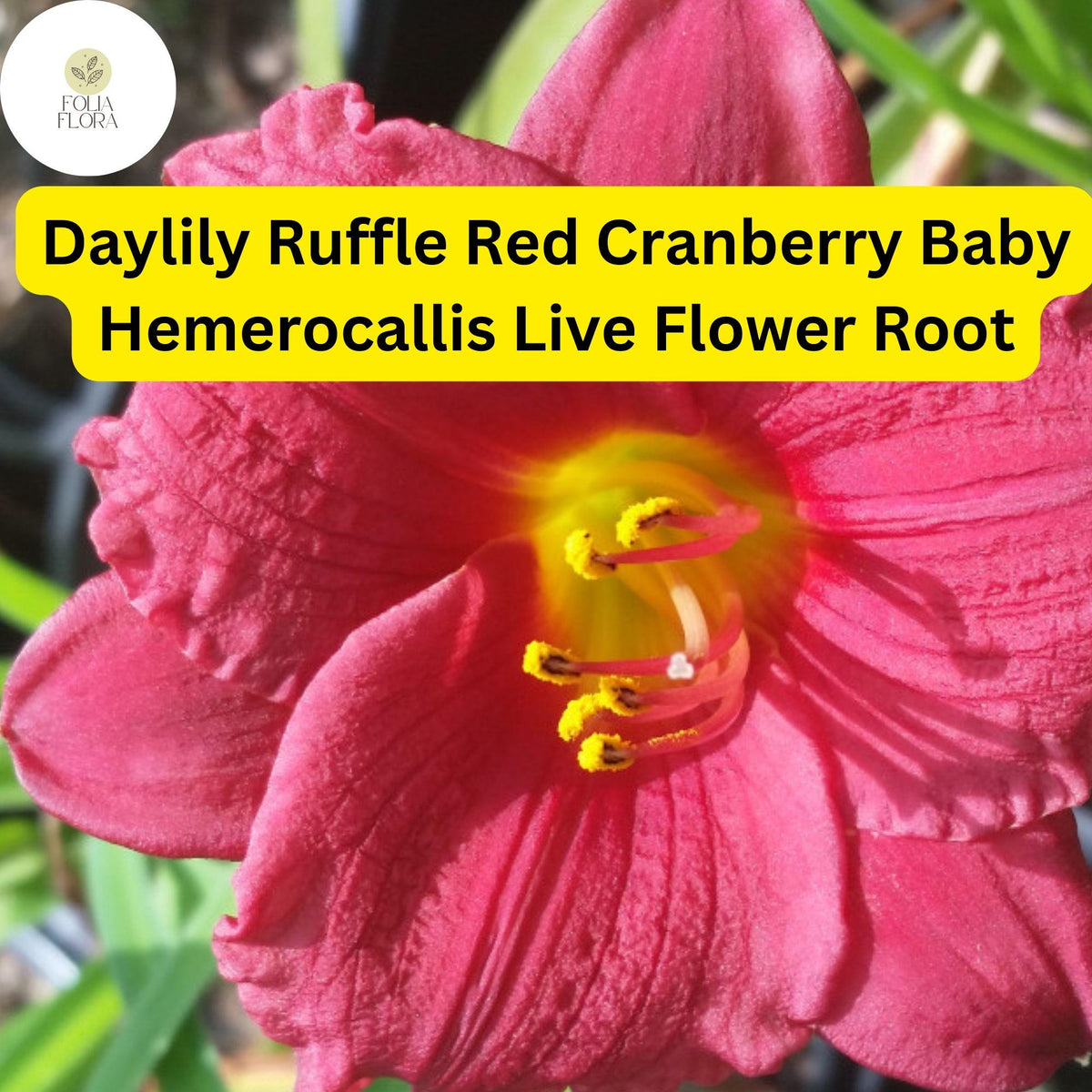 Ruffled Red Cranberry Baby Daylily - 1 Live Rooted Plant, Reblooming Perennial Hemerocallis