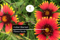 Indian Blanket Seeds (Gaillardia pulchella) - 25 Colorful Perennial Wildflower Seeds for Pollinators