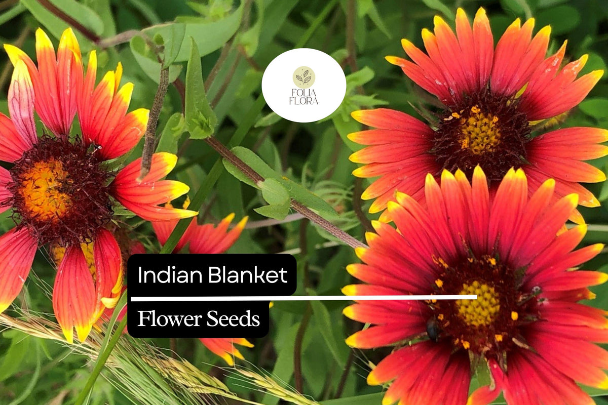 Indian Blanket Seeds (Gaillardia pulchella) - 25 Colorful Perennial Wildflower Seeds for Pollinators