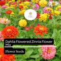 100 Dahlia Flowered Zinnia Seeds - Zinnia elegans - Large Vibrant Blooms