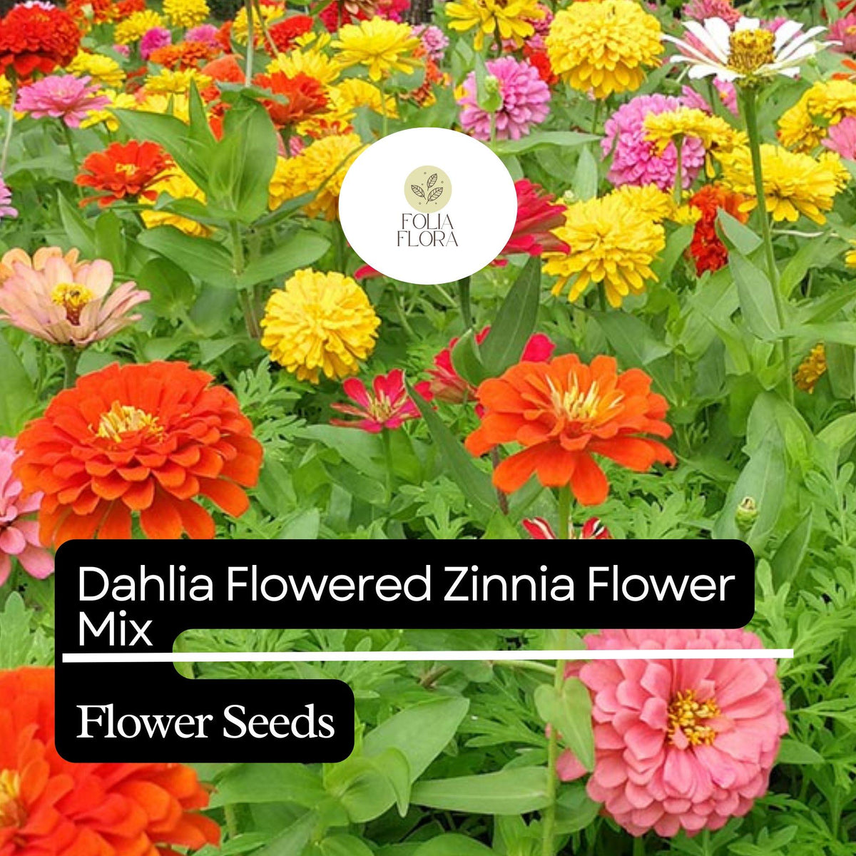 100 Dahlia Flowered Zinnia Seeds - Zinnia elegans - Large Vibrant Blooms