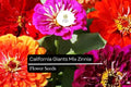 100 California Giant Zinnia Seeds – Zinnia elegans, Vibrant Pollinator-Friendly Blooms
