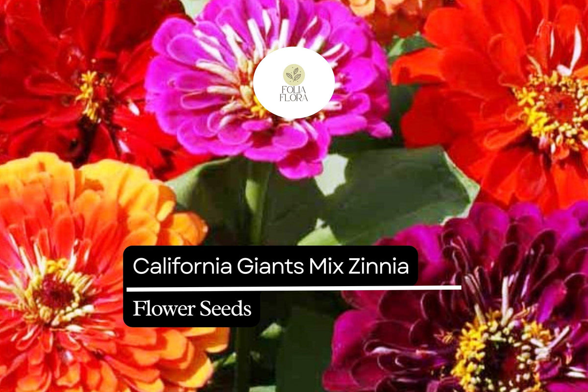 100 California Giant Zinnia Seeds – Zinnia elegans, Vibrant Pollinator-Friendly Blooms
