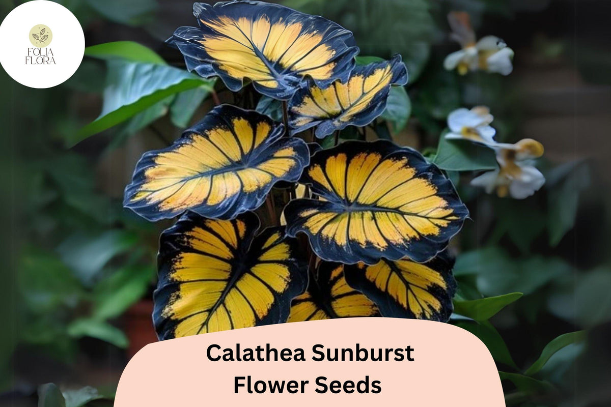 Sunburst Calathea Seeds – Exotic Tropical Foliage, Air-Purifying (25 Seeds)