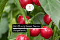 Sweet Red Cherry Pepper Seeds – Heirloom, Non-GMO (25 Seeds)