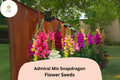 Admiral Mix Snapdragon Seeds – 1000 Antirrhinum majus Seeds for Vibrant Garden Borders