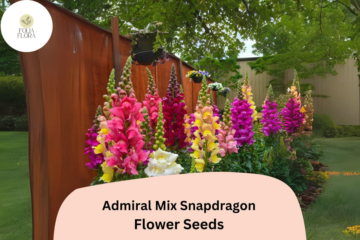 Admiral Mix Snapdragon Seeds – 1000 Antirrhinum majus Seeds for Vibrant Garden Borders