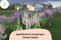 Appleblossom Snapdragon Seeds (Antirrhinum majus) - 1000 Seeds for Pastel Garden Borders