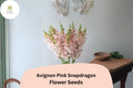 1000 Avignon Pink Snapdragon Seeds for Planting