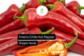 Fresno Pepper Seeds – 25 Heirloom Spicy Non-GMO Seeds for Planting