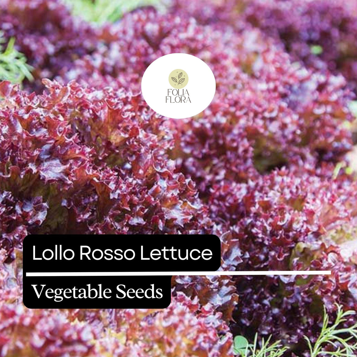 Lollo Rosso Lettuce Seeds – 1000 Heirloom Non-GMO Frilly Red-Leaf Lettuce