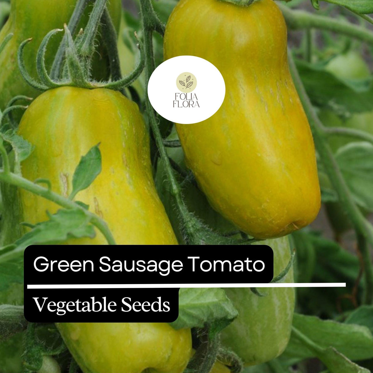 30 Green Sausage Tomato Seeds – Heirloom Green-Yellow Striped Tomato