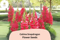 Calima Snapdragon Seeds – 1000 Antirrhinum majus Seeds for Colorful Garden Borders