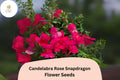 Candelabra Rose Snapdragon Seeds (Antirrhinum majus) - 1000 Seeds for Rose-Pink Garden Blooms