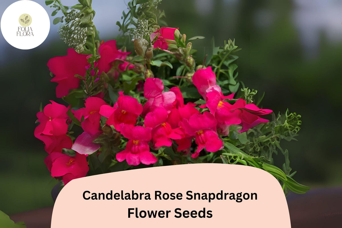 Candelabra Rose Snapdragon Seeds (Antirrhinum majus) - 1000 Seeds for Rose-Pink Garden Blooms