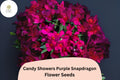 1000 Candy Showers Purple Snapdragon Seeds for Cascading Blooms & Hanging Baskets
