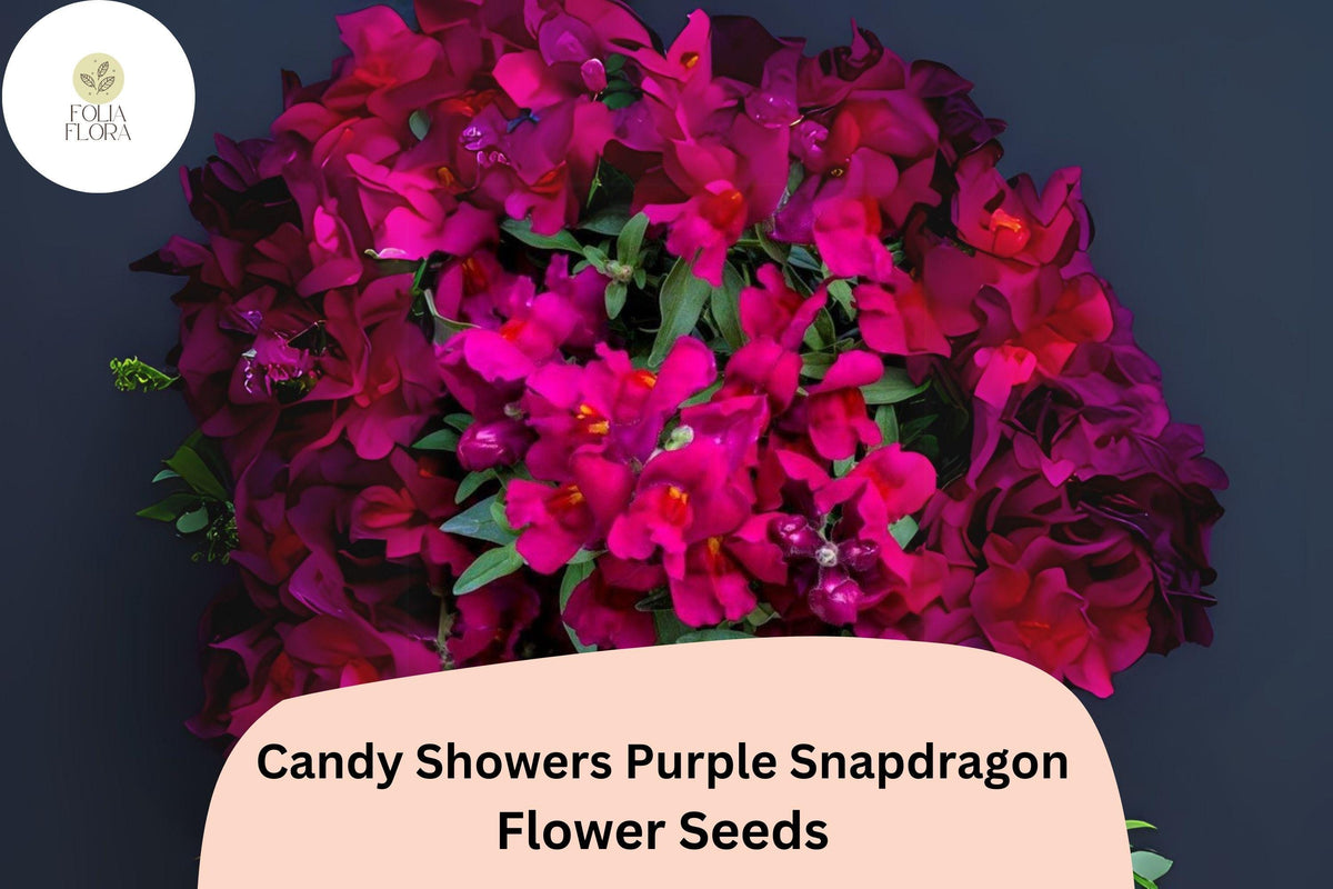 1000 Candy Showers Purple Snapdragon Seeds for Cascading Blooms & Hanging Baskets