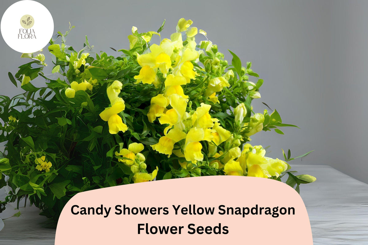 Candy Showers Yellow Snapdragon Seeds – 1000 Cascading Blooms for Planting