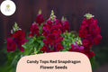 Candy Tops Red Snapdragon Seeds – Compact Garden Blooms (1000 Seeds)
