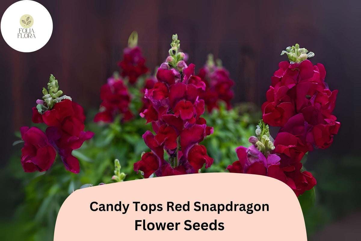 Candy Tops Red Snapdragon Seeds – Compact Garden Blooms (1000 Seeds)