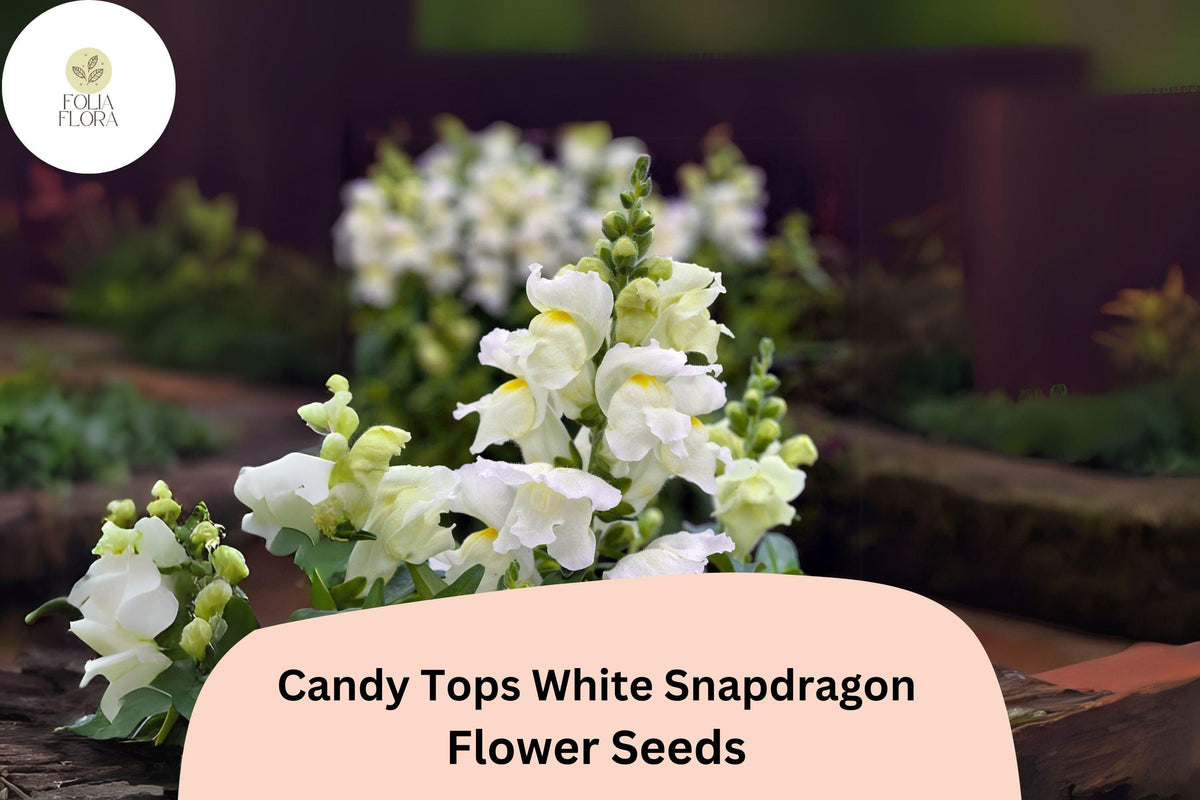 Candy Tops White Snapdragon Seeds – Compact White Blooms (1000 Seeds)