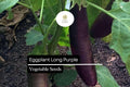 150 Long Purple Eggplant Seeds - Heirloom Solanum melongena, Mild & Tender
