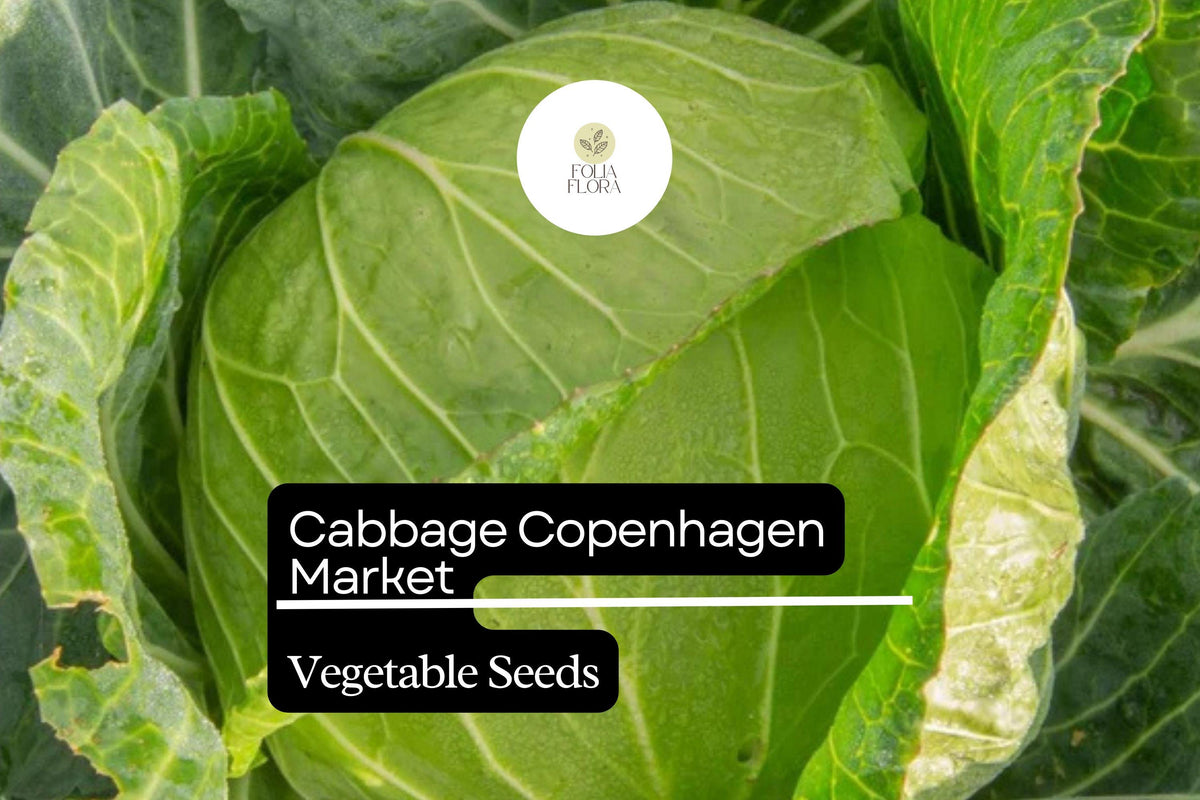 Copenhagen Market Cabbage Seeds – 500 Heirloom Brassica oleracea Seeds for Planting