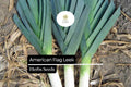 200 American Flag Leek Seeds – Heirloom Allium ampeloprasum
