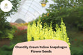 1000 Chantilly Cream Yellow Snapdragon Seeds – Tall Fragrant Blooms
