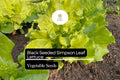 Black Seeded Simpson Lettuce Seeds – 1000 Heirloom Lactuca sativa Seeds for Planting