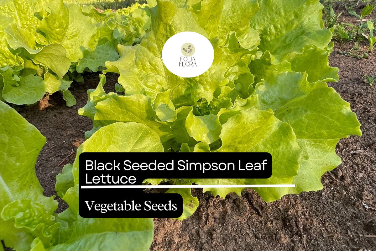 Black Seeded Simpson Lettuce Seeds – 1000 Heirloom Lactuca sativa Seeds for Planting