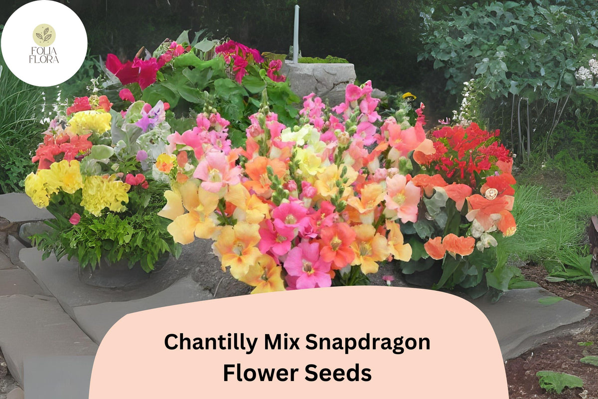 Chantilly Snapdragon Seeds – Fragrant Tall Mix, 1000 Seeds for Planting