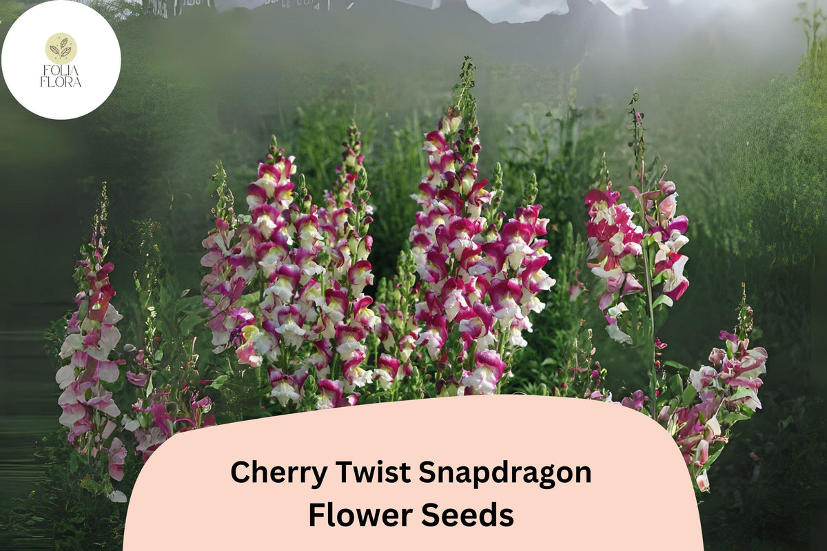 Cherry Twist Snapdragon Seeds – Vibrant Red Blooms, 1000 Seeds