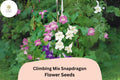 Climbing Snapdragon Seeds - Vining Antirrhinum majus, 1000 Seeds