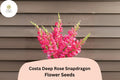1000 Costa Deep Rose Snapdragon Seeds - Rich Pink Blooms for Cutting Gardens