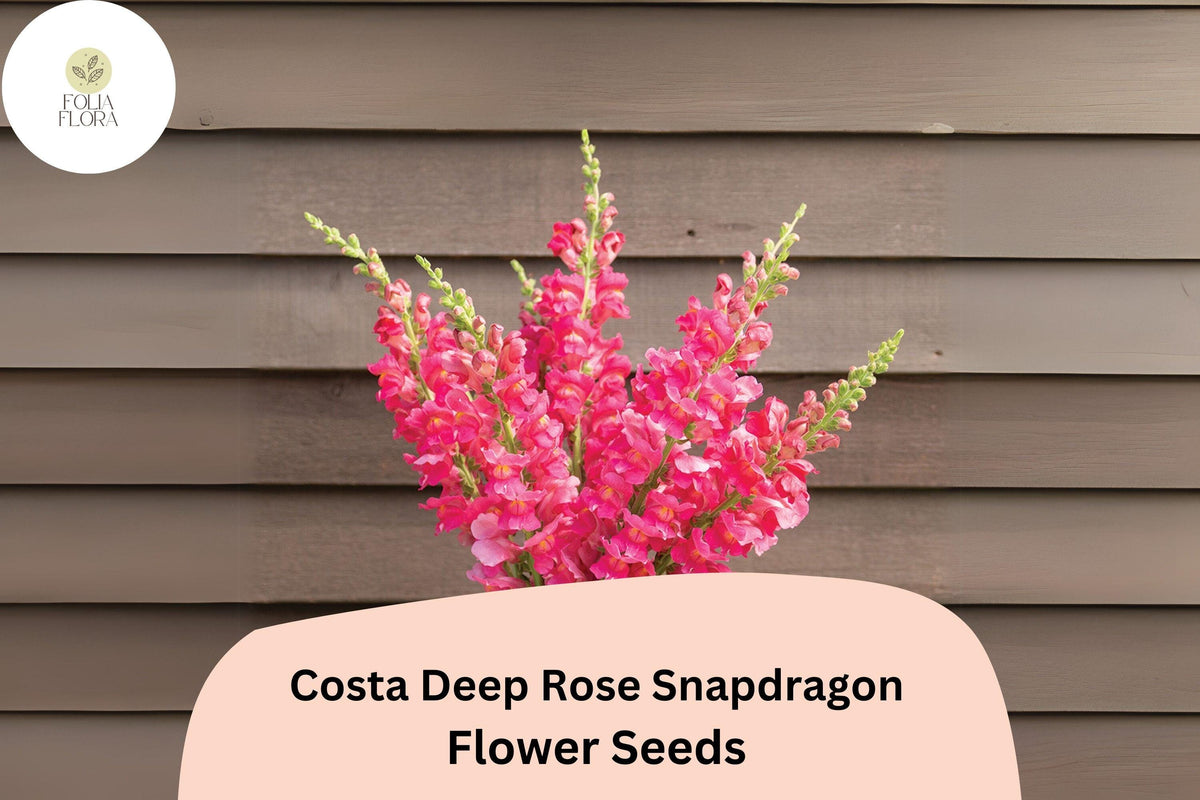 1000 Costa Deep Rose Snapdragon Seeds - Rich Pink Blooms for Cutting Gardens
