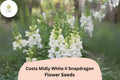 1000 White Snapdragon Seeds - Costa Midly White II Antirrhinum Majus